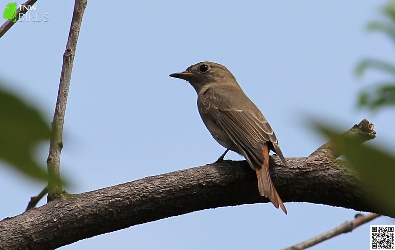 Perching Birds